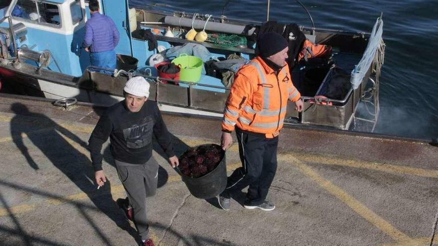 Marineros descargando ayer erizo en el puerto de Cangas. // Santos Álvarez