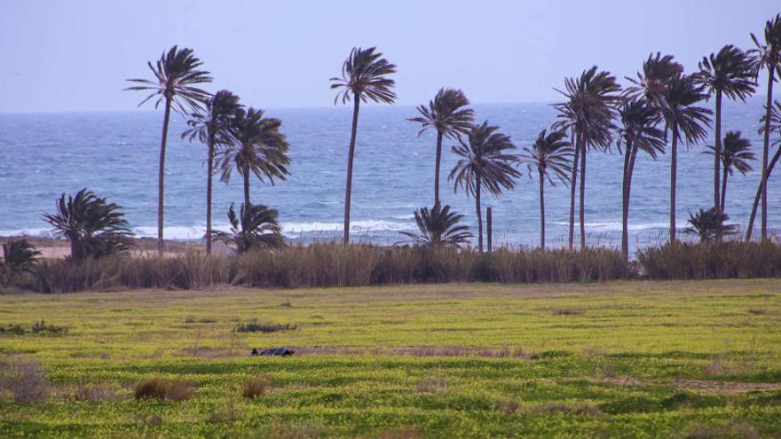 La propietaria de Ferrís plantea al Ayuntamiento que le compre el paraje