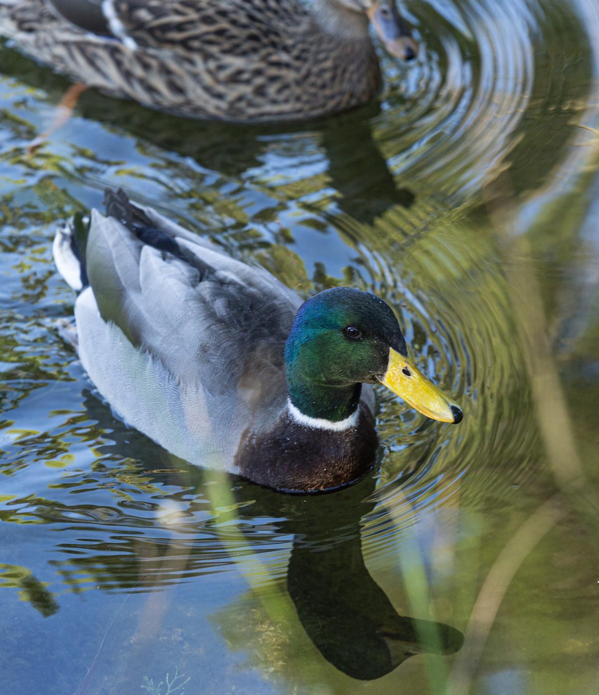 Patos en la UA