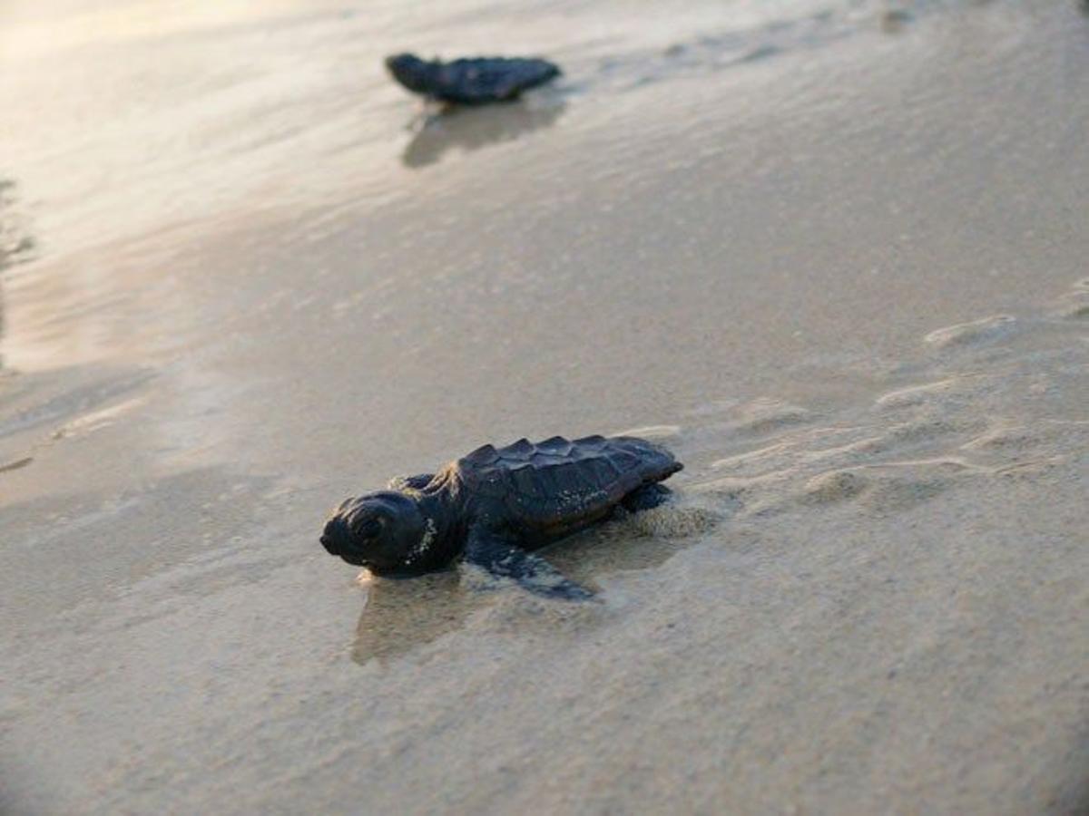 Crías de tortuga boba en una playa de Sal Rei en la isla de Boa Vista, Cabo Verde.