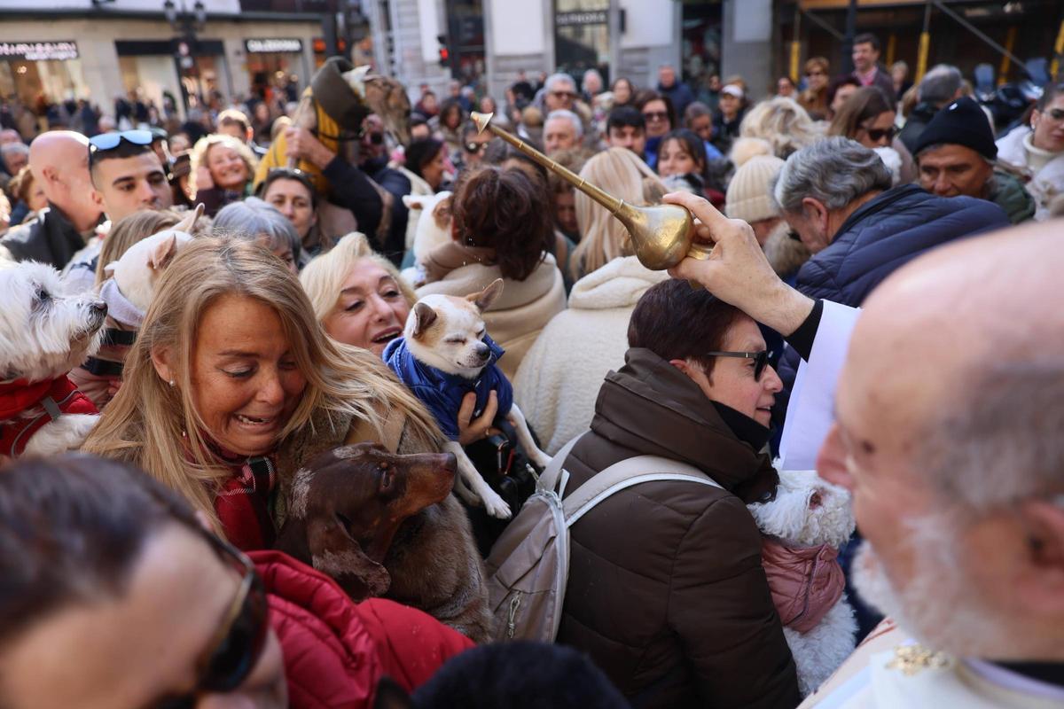 EN IMÁGENES: Oviedo bendice a sus mascotas por San Antón