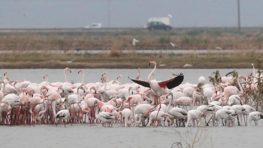 Los flamencos toman l&#039;Albufera