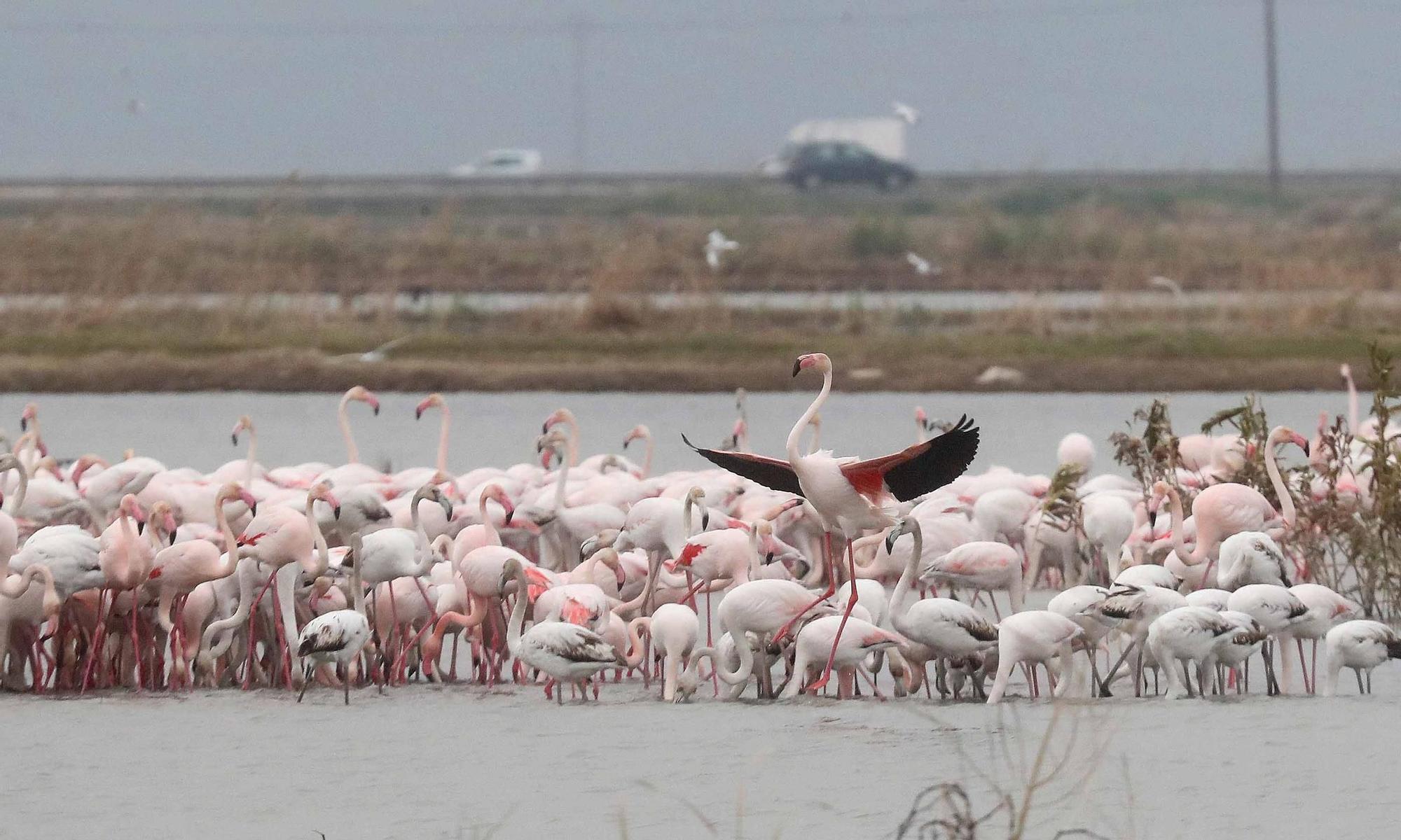 L'Albufera a rebosar de flamencos