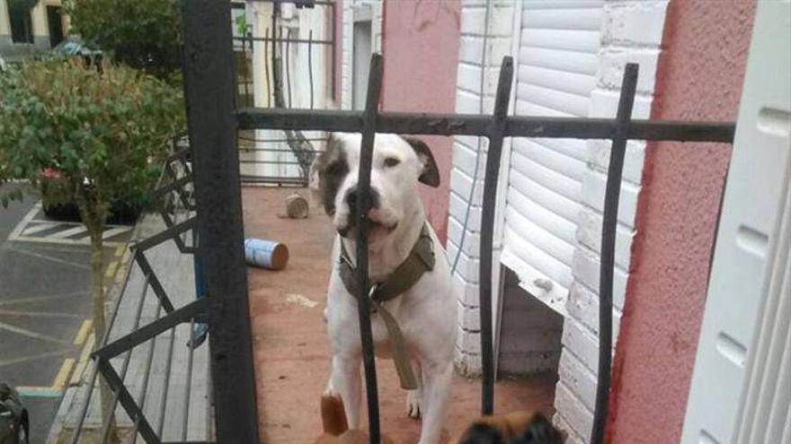 Denuncian el abandono de dos perros en un balcón de Mérida ante el Seprona
