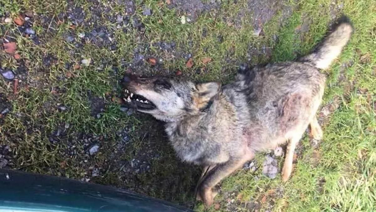Lobo muerto a balazos hace unos años en Asturias.