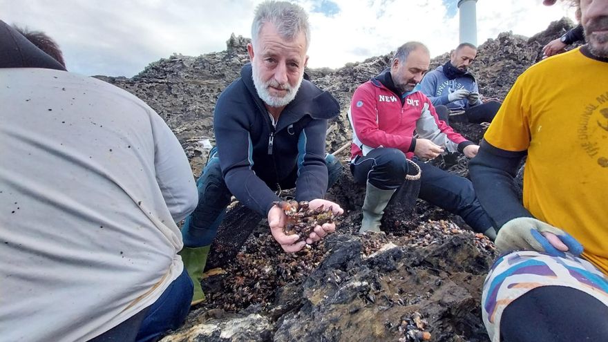 Los percebeiros de Cangas extraen el &quot;manjar&quot; de la Costa da Vela para Navidades
