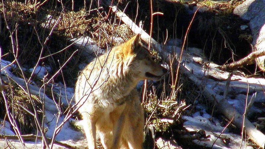 Unió de Pagesos demana al Govern que no banalitzi els atacs dels llops als ramats