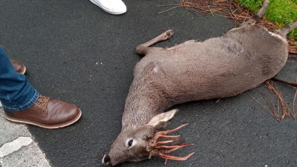 Atropello de un corzo en el vial de Portodemouros | PROTECCIÓN CIVIL DE VILA DE CRUCES