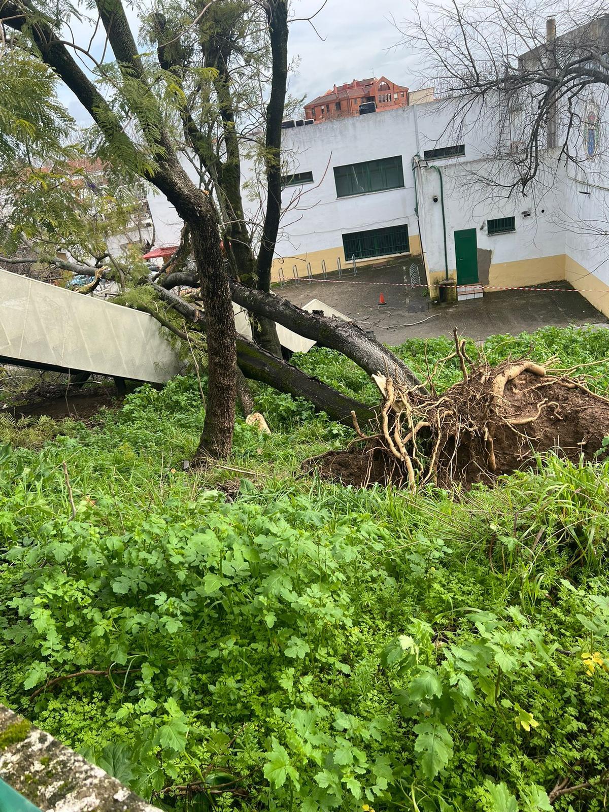 Cae un árbol en el IES Séneca de Córdoba por la borrasca Kristin.