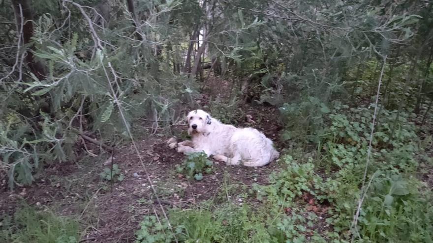 El perro «Pistón» sobrevivió a una caída de casi 100 metros  y el acusado de tirarlo desde un viaducto de la autovía lo niega