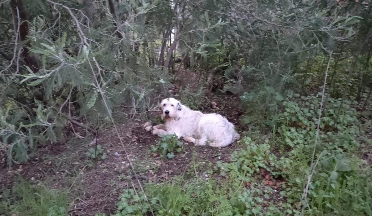 El perro «Pistón», en la zona bajo el viaducto donde fue localizado tres días después por unos senderistas. | FDV
