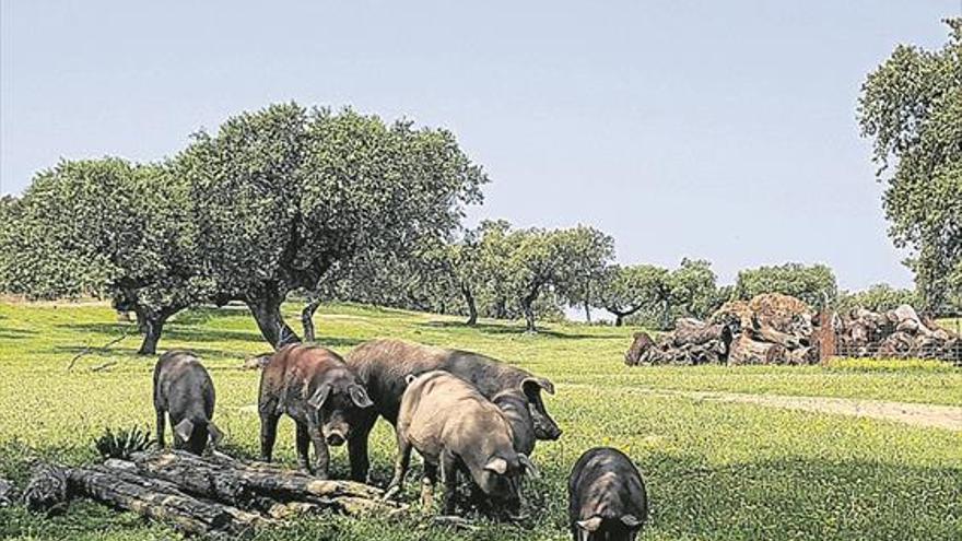 Una montanera tardía y floja