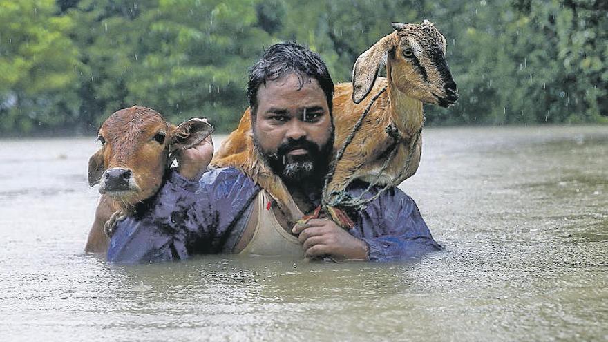 Un nepalí tratando de poner a su ganado a salvo de las lluvias.