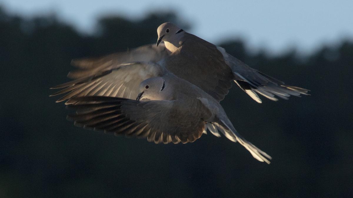 La invasión de las palomas torcaces