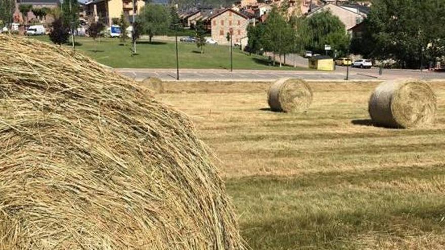 Un prat de dall amb la collita recentment feta, al nucli de Bellver