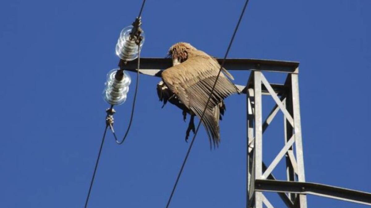 Casi 1.000 aves mueren en ocho años en Murcia al chocar contra tendidos