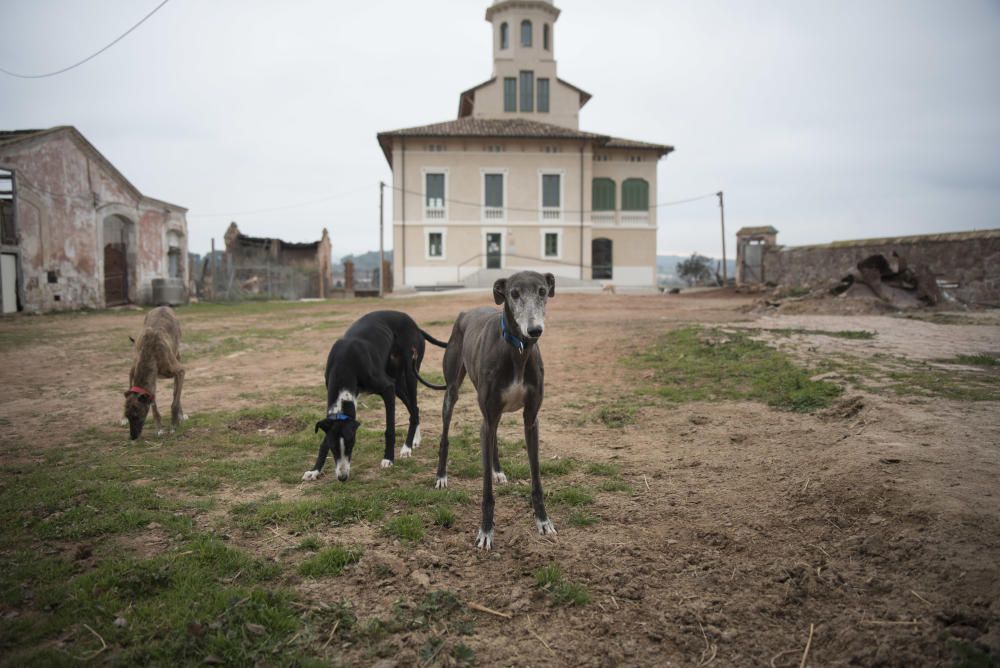 Cavalls i gossos a la torre Lluvià