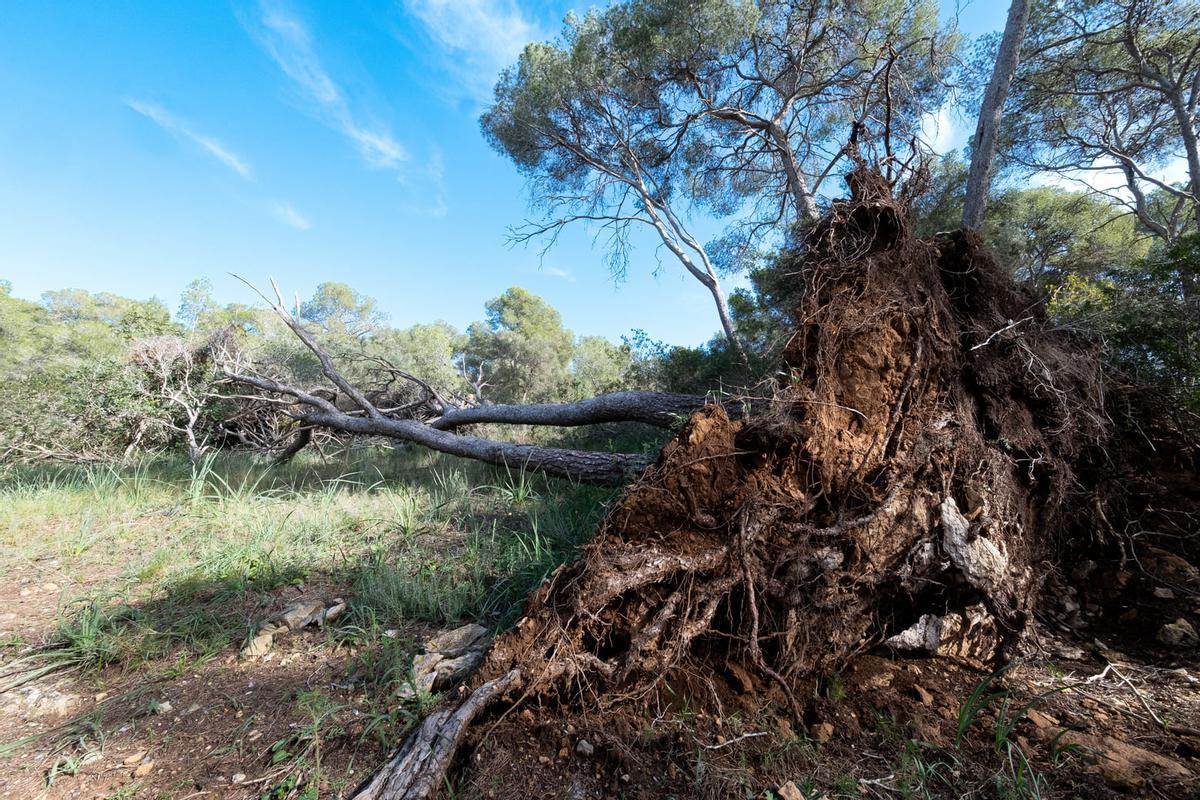 Las fotos de la degradación del bosque del Castillo de Bellver