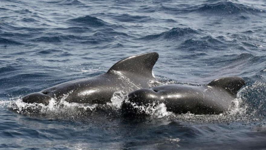 Un centenar de ballenas piloto mueren varadas en Nueva Zelanda