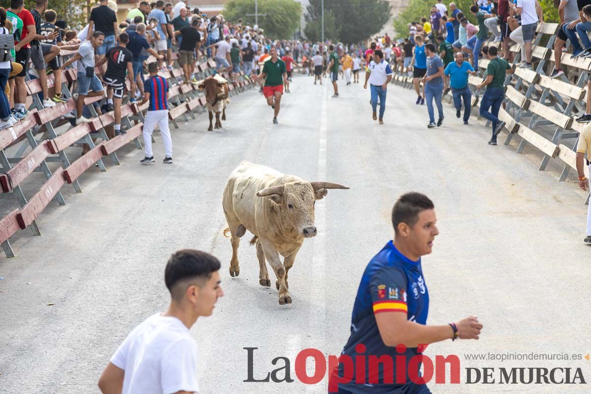 Segundo encierro de la Feria Taurina del Arroz en Calasparra