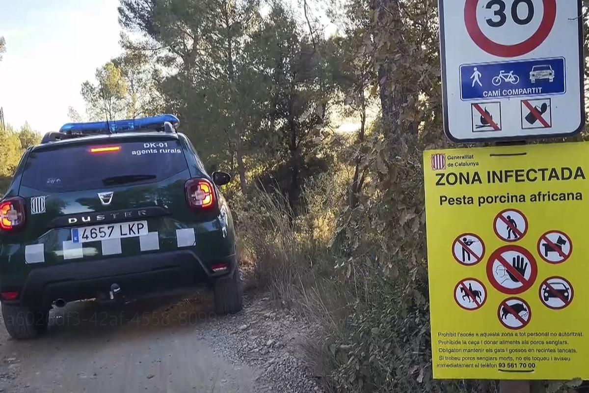 El Govern justifica las restricciones: una "simple" suela puede propagar la peste porcina