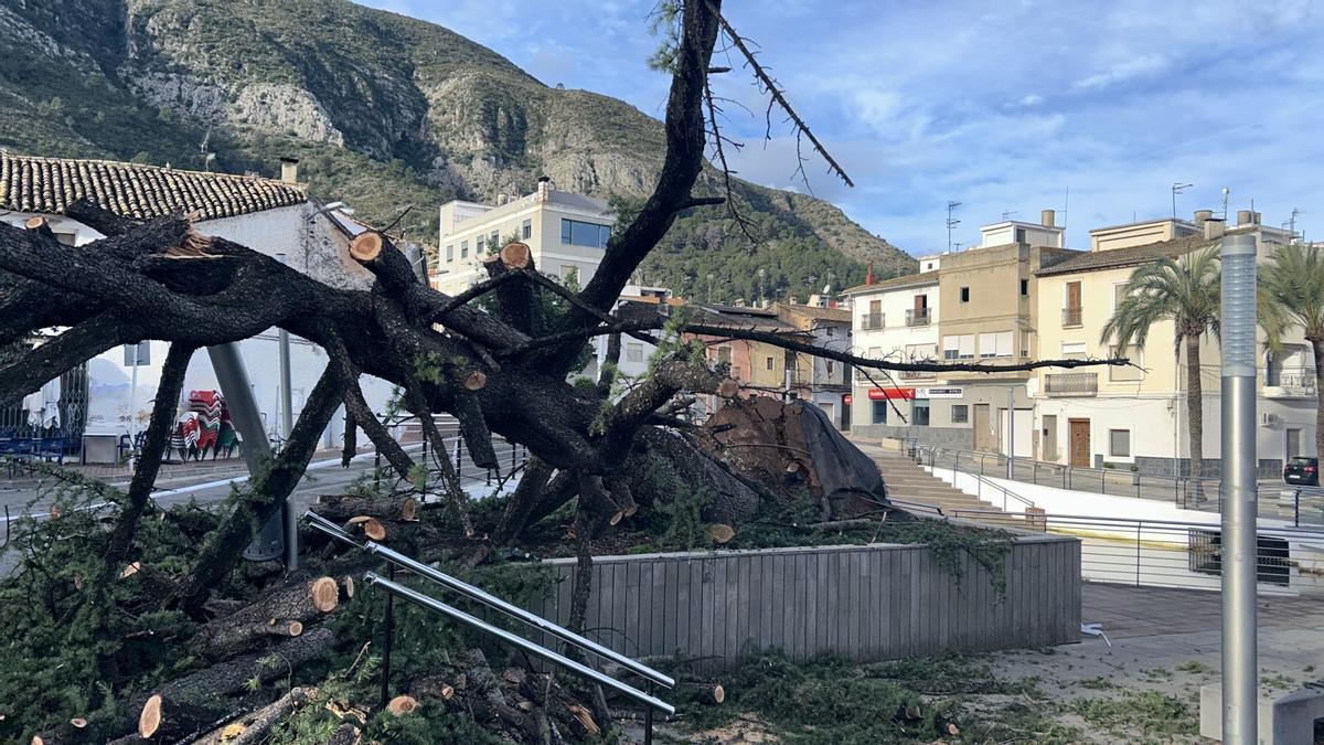 Labores de limpieza del árbol, este jueves.