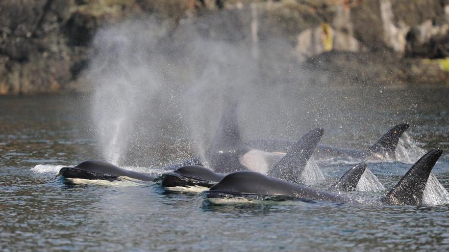 Sorprendente hallazgo: las orcas ancianas protegen a sus hijos varones de las peleas