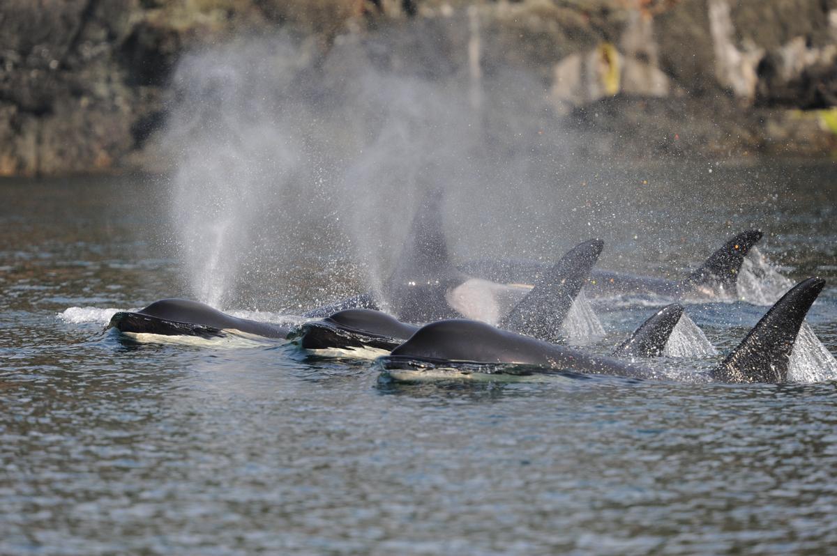 Orcas viajando en grupo.