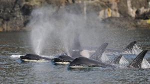 Orcas viajando en grupo.
