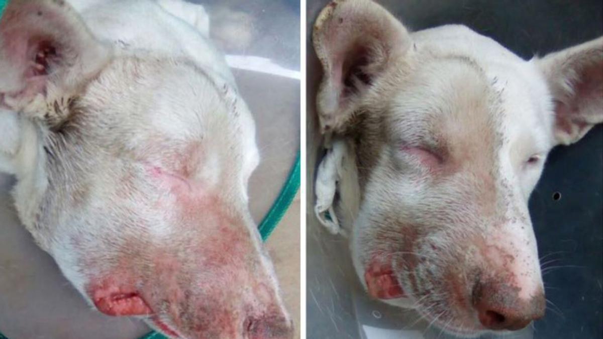 Perro afectado por la pseudorrabia.