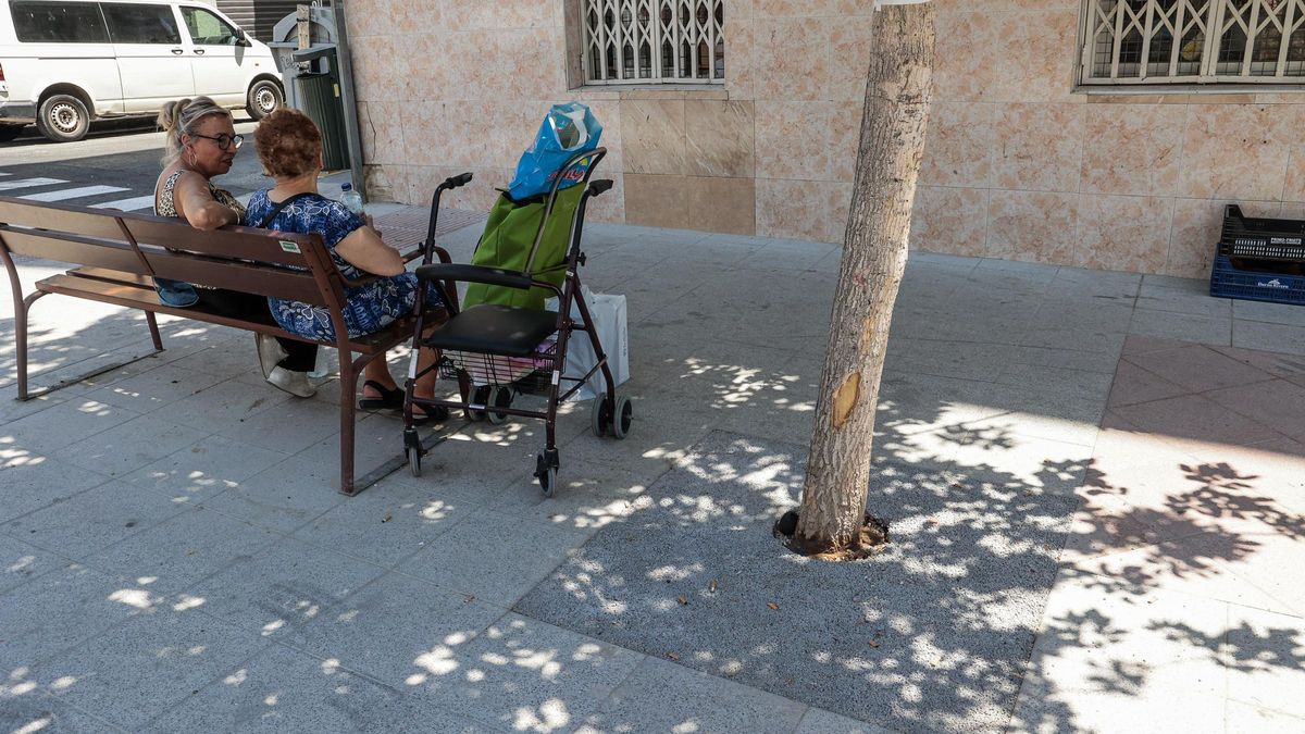 Cemento en los alcorques de los árboles en la avenida Ausias March