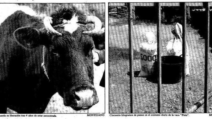 O caso de «Pinta», a vaca que foi encarcerada en Baiona en 1983, dá o salto á literatura galega