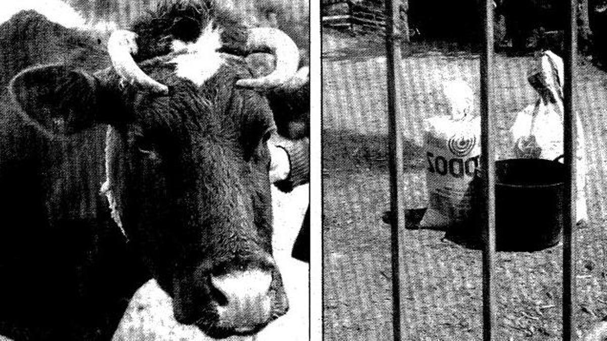 O caso de «Pinta», a vaca que foi encarcerada en Baiona en 1983, dá o salto á literatura galega