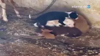 Perros encerrados o encadenados: San Vicente realiza dos inspecciones en una propiedad por presunto maltrato animal