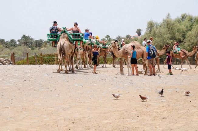 Reportaje excursiones con camellos en las Dunas ...