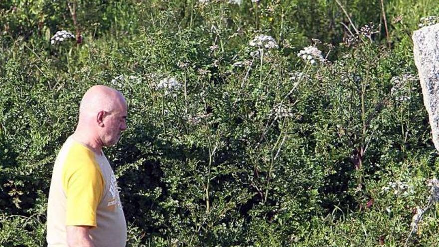 Un agricultor realiza tareas en una finca de Cambados.  // J.L.Oubiña