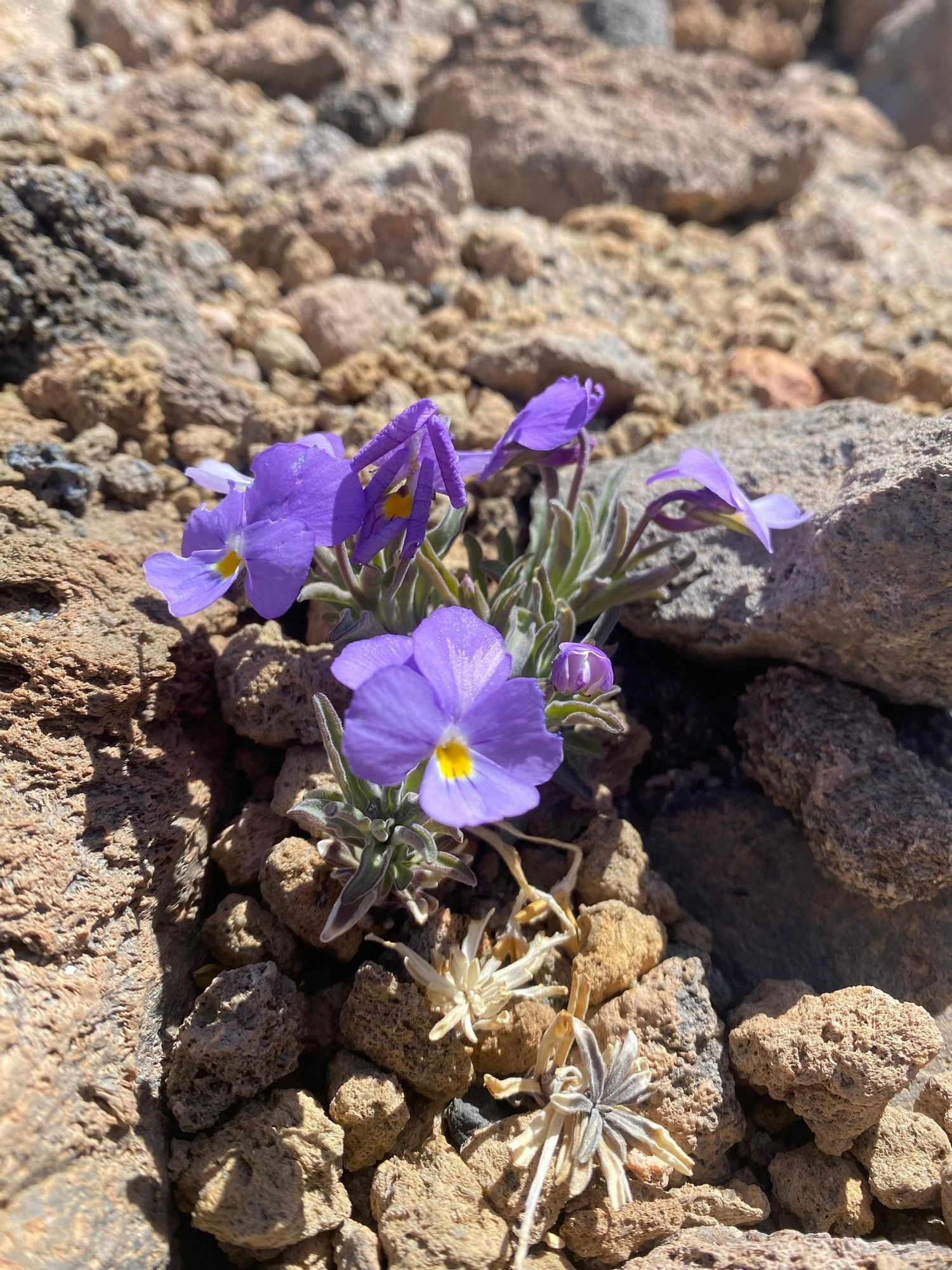Tareas de medición en el volcán Teide