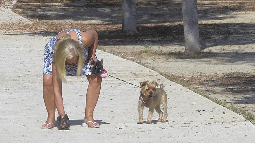 Exigen una regulación ante el &quot;alarmante&quot; aumento de mascotas en Elche