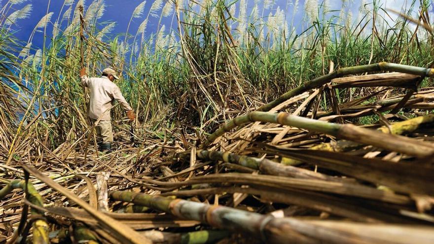 El calentamiento global disparará el precio del café y el azúcar