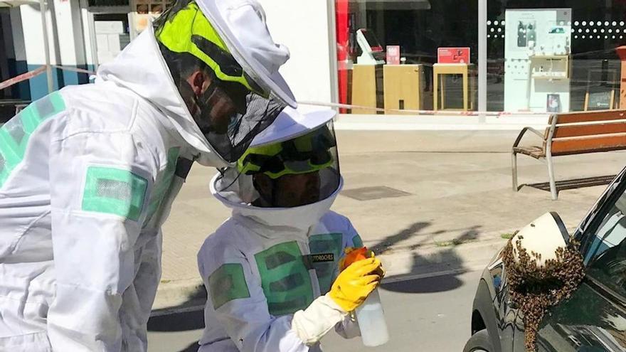 Los enjambres llegan a València en primavera: los bomberos retiran 36 en un fin de semana