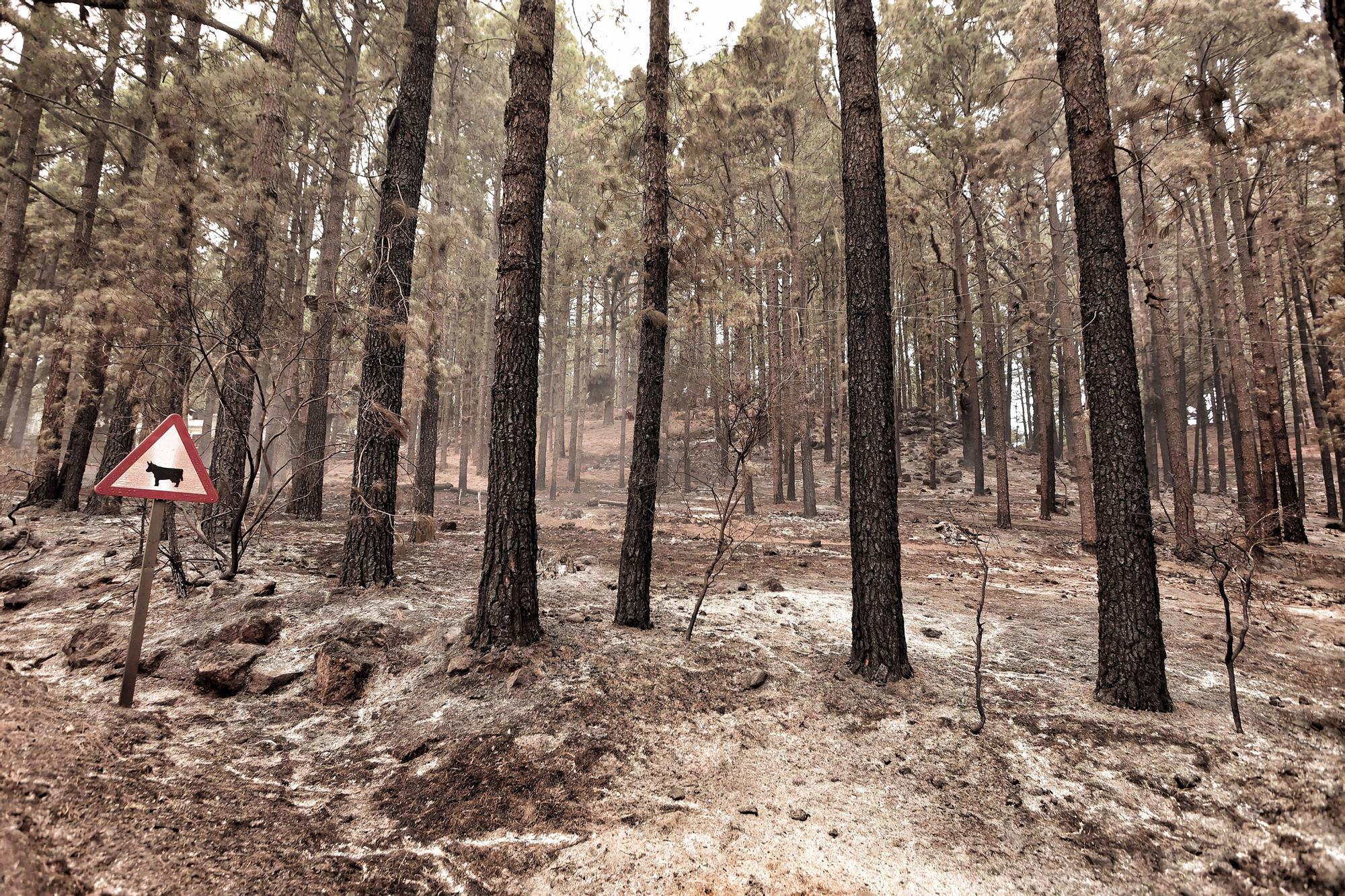 Evolución del incendio en Tenerife