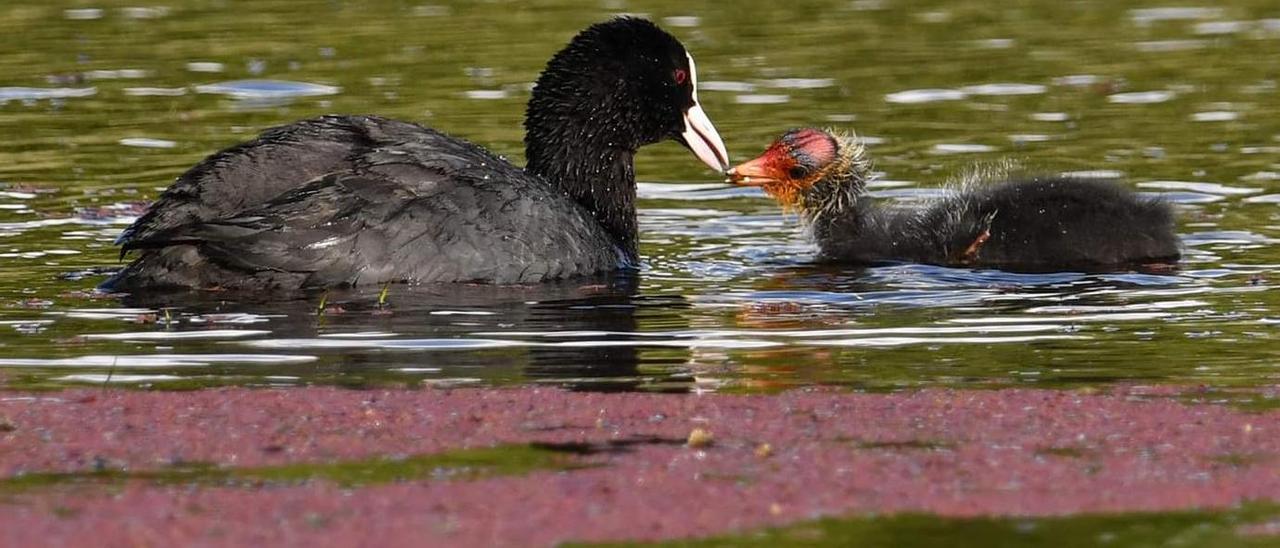 Una focha común alimentando a su cría en la laguna A Bodeira (O Grove).