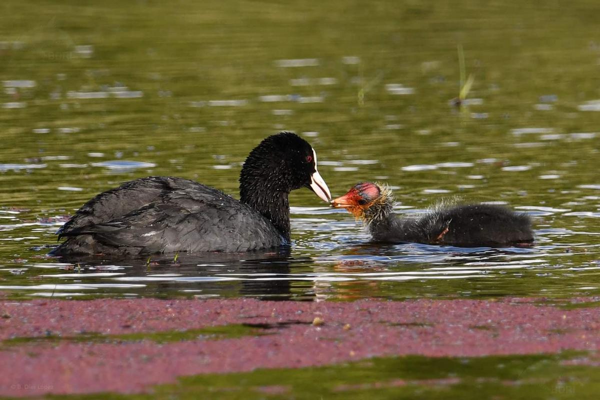 Una focha común alimentando a su cría en la laguna A Bodeira (O Grove).