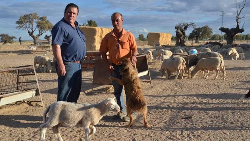 Los ganaderos denuncian una oleada de robos de animales