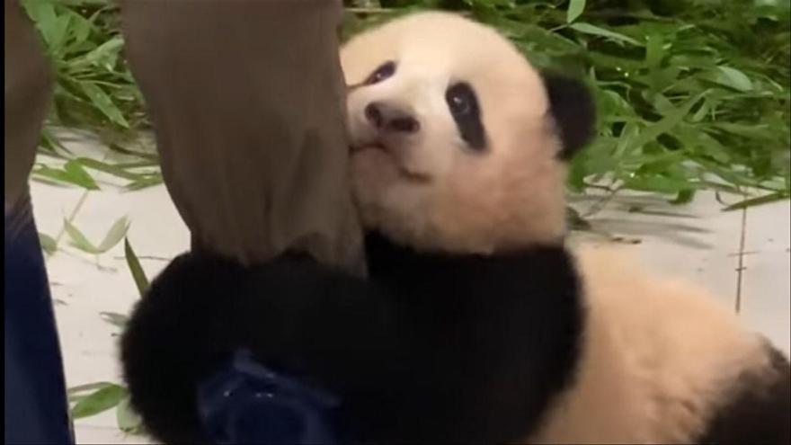El vídeo de la bebé panda cariñosa se vuelve viral