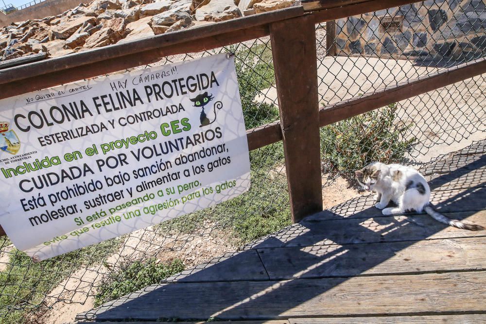 Gatos en Torrevieja