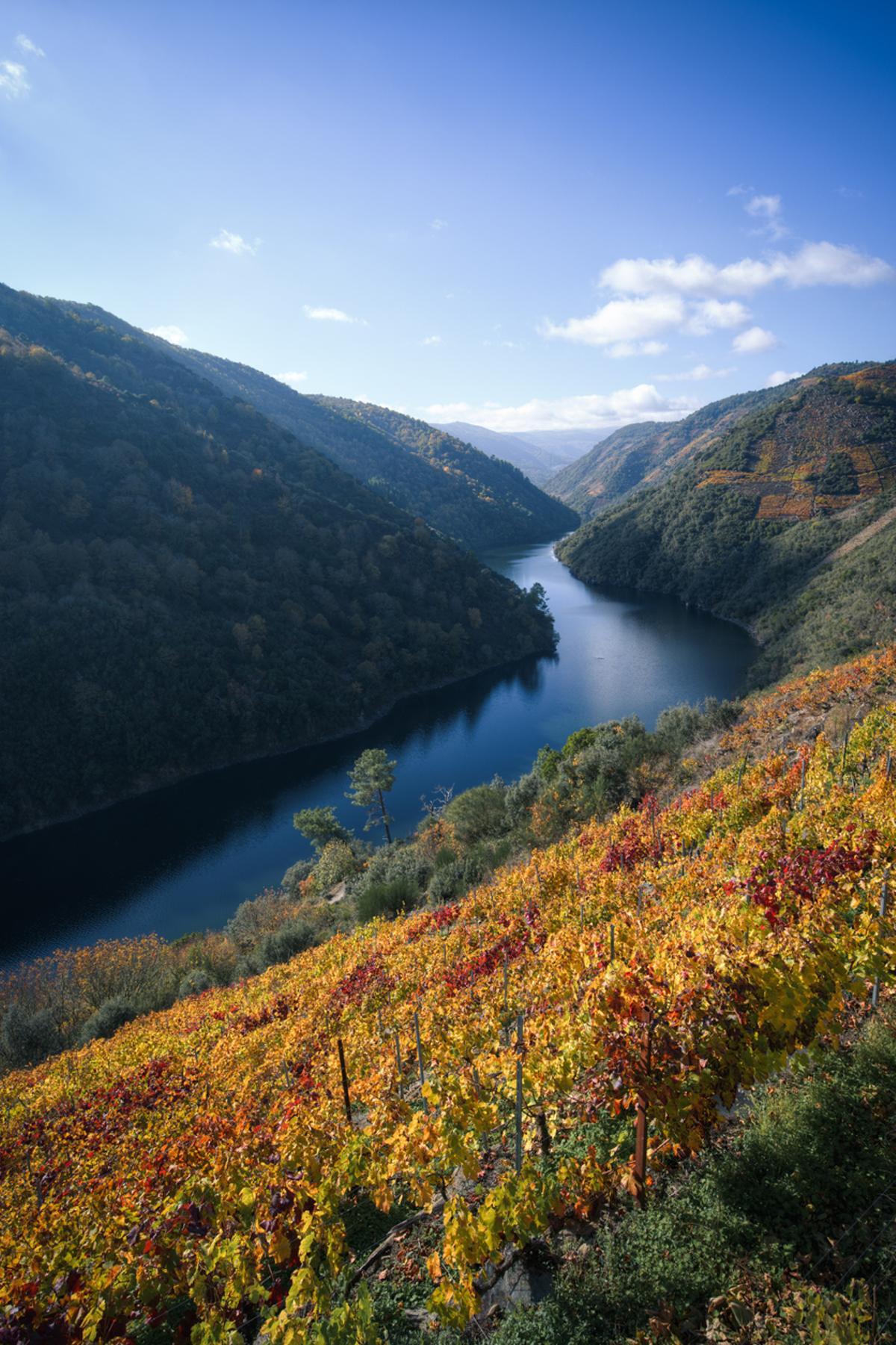 El río Sil serpentea entre laderas cubiertas de viñedos en A Ribeira Sacra