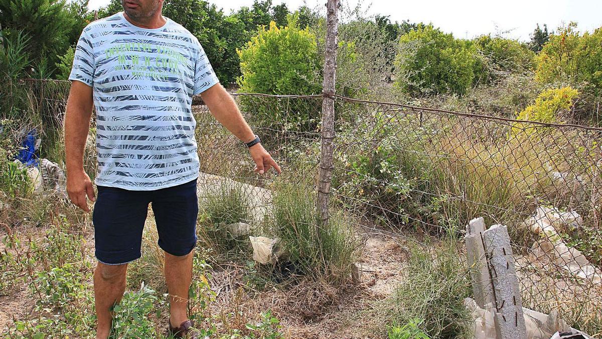 Un agricultor de Oliva muestra daños de los jabalíes en una imagen de archivo. | XIMO FERRI