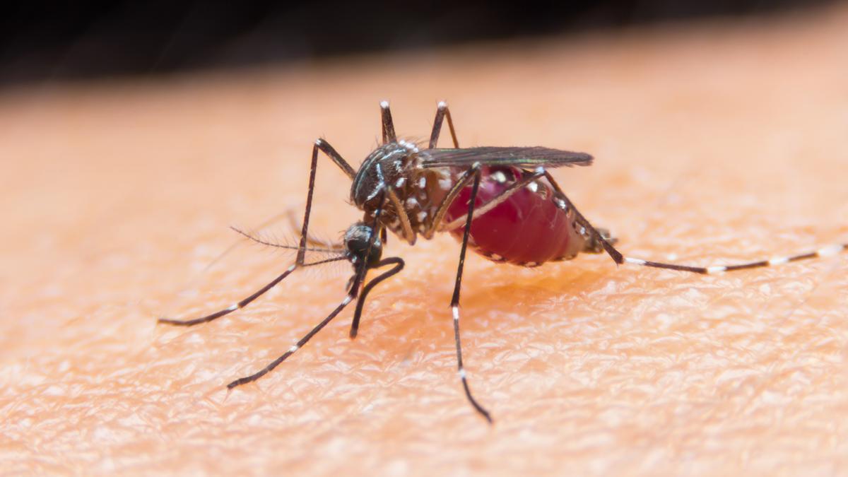 ¿A los mosquitos les atrae la sangre dulce?