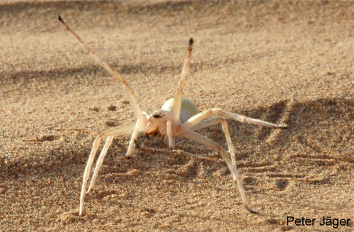 Encontrada en Marruecos, ’Cebrennus rechenbergies’ una araña muy ágil que huye de sus depredadores con acrobacias. Al detectar alguna señal de peligro adopta primero una actitud amenazante pero, si no funciona esta estrategia, sale corriendo y da volteretas para acelerar su huida. Dado que vive en el desierto, donde no hay lugar para esconderse, los investigadores consideran que esta estrategia es la última baza del arácnido para librarse de sus depredadores. Su forma de actuar ya ha inspirado la creación de un robot que copia su forma de moverse.